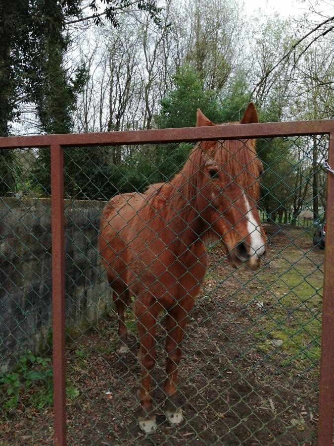 Casa Do Moinho Rural Campo E Praia , 9 Pessoas, Animais Benvindos Espinho  Exterior foto