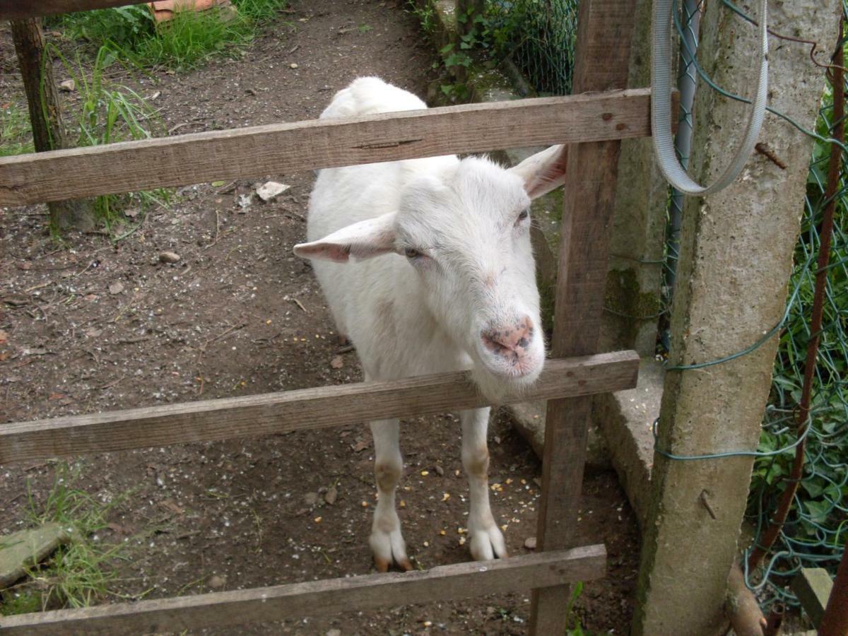 Casa Do Moinho Rural Campo E Praia , 9 Pessoas, Animais Benvindos Espinho  Exterior foto